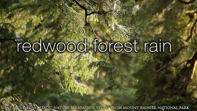 Redwood Forest Rain 1 HR Static Nature Relaxation Scene