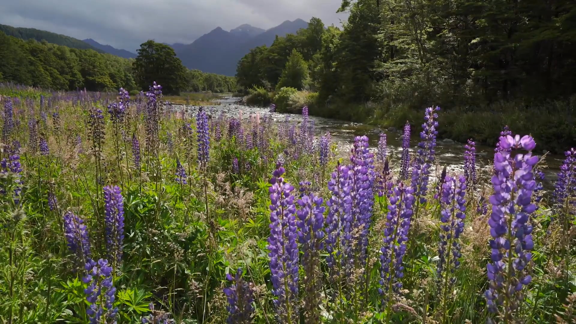 Restful Rain in NZ Milford Sound 1HR (No Music) 4K