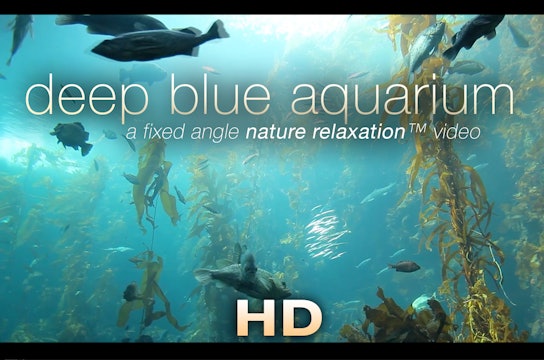Deep Blue Aquarium 1 Hr Static Nature Relaxation Vid 1080p