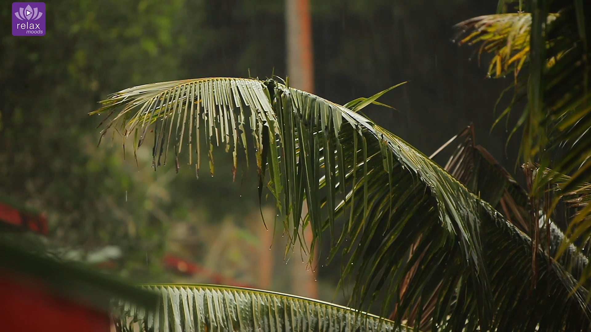 Tropical Rain Relaxation (9HR Version) - Fiji Island Rain Video for Sleep