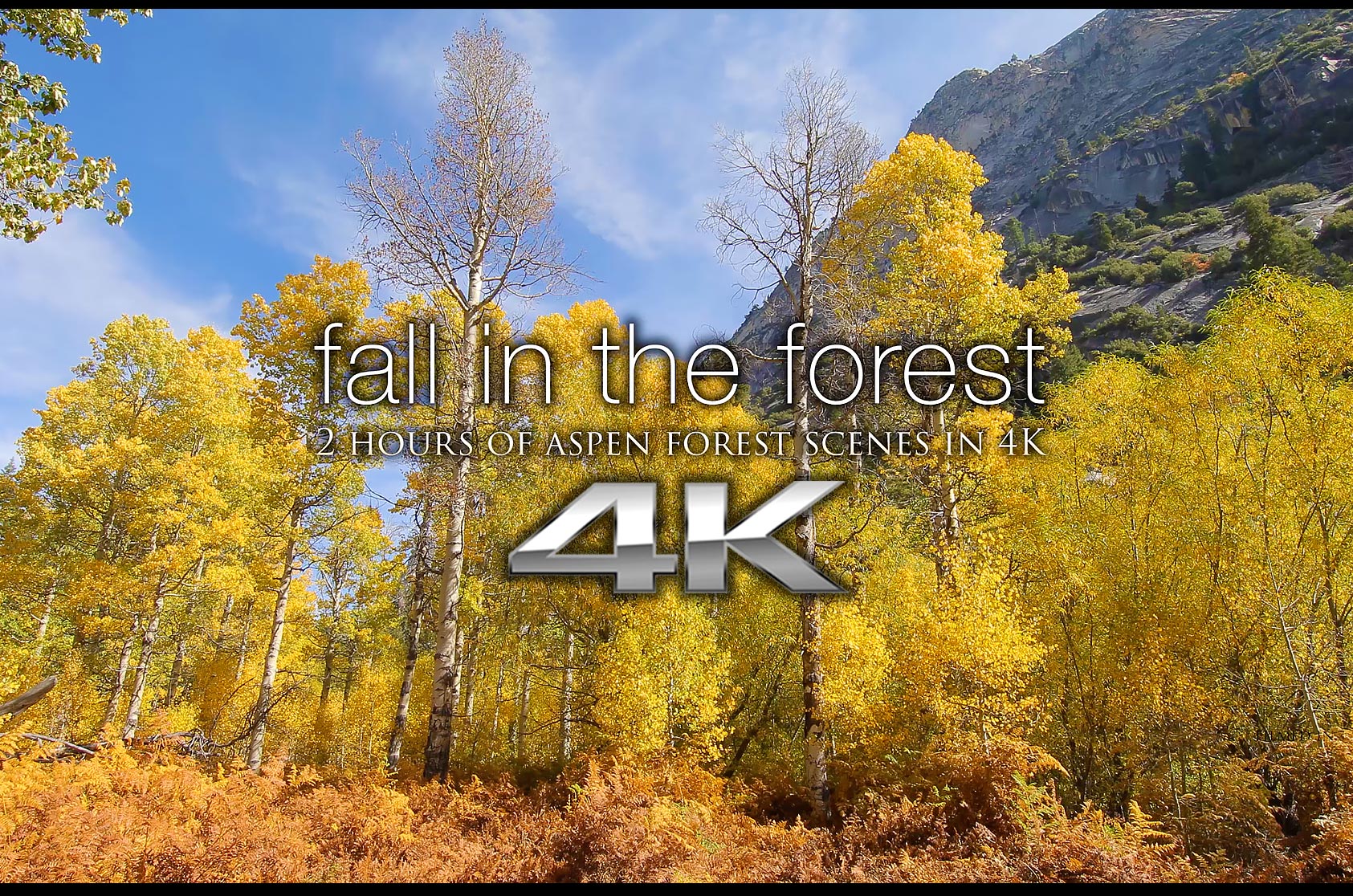Fall in the Forest (w music) 2 HR Dynamic Relaxation Video Experience