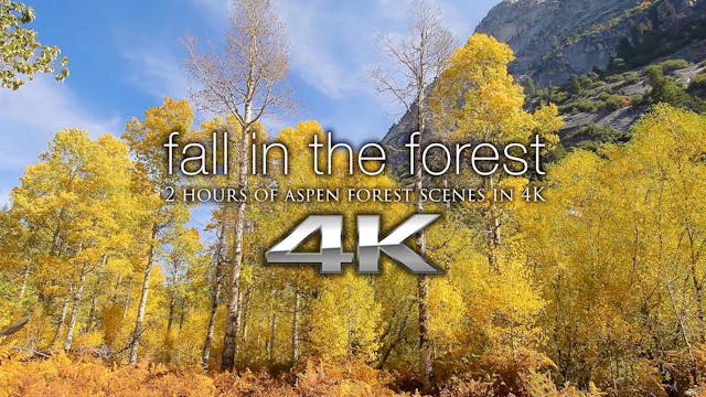 Fall in the Forest (w music) 2 HR Dyn...