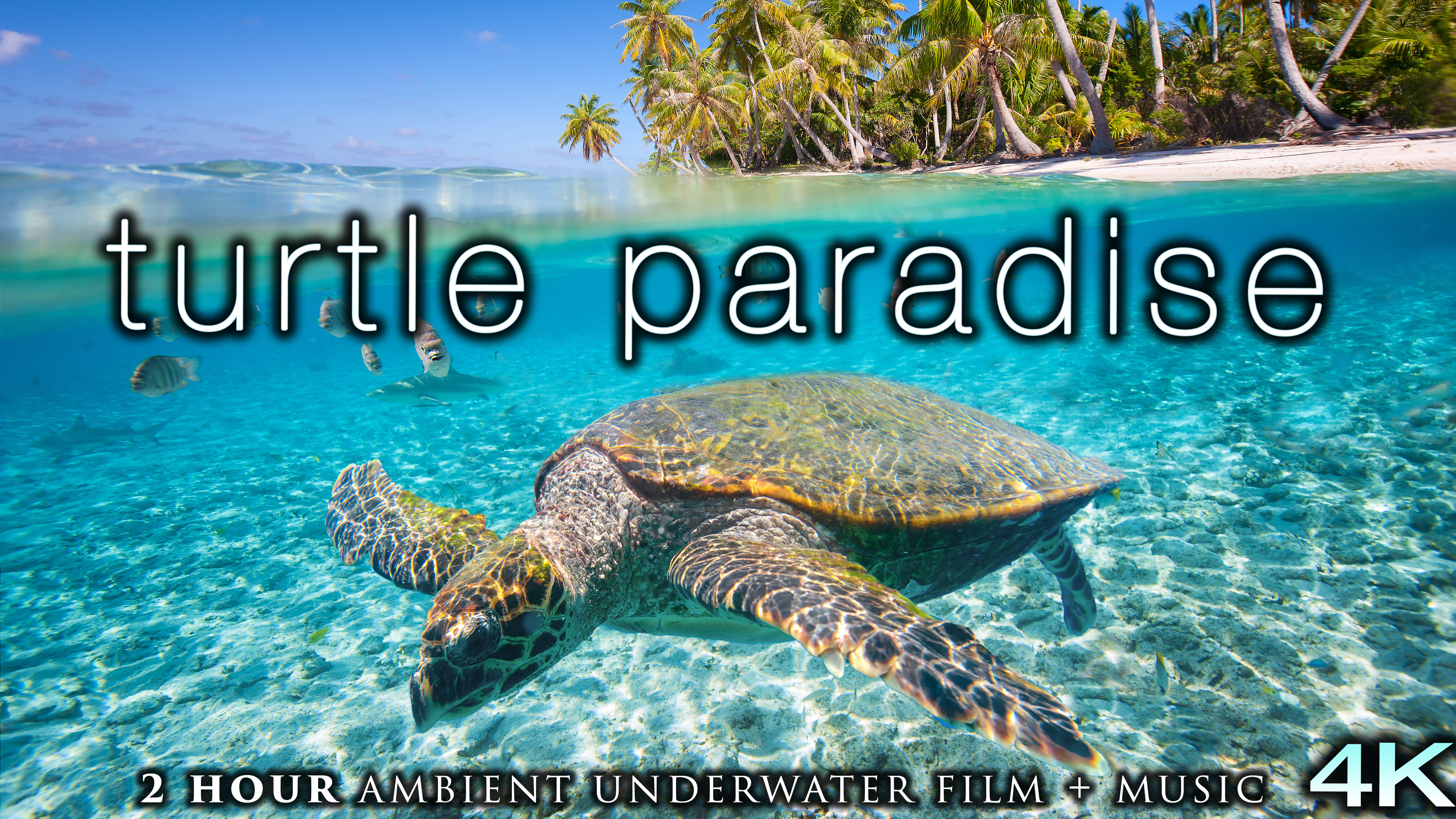 Turtle Paradise (4K) 2 Hour Undersea Film with Calming Music