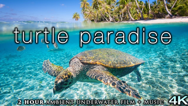 Turtle Paradise (4K) 2 Hour Undersea Film with Calming Music