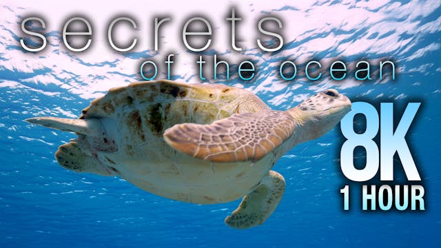 Secrets of the Ocean - 4K, 1H