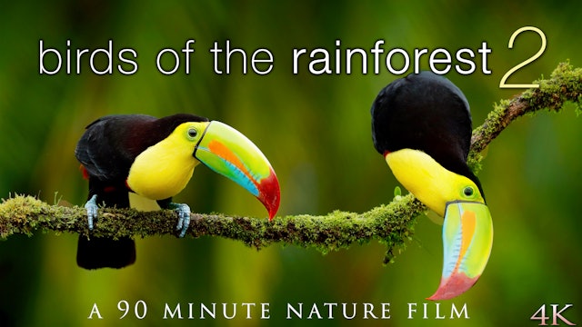 Birds of the Rainforest II 4K 90 Min Nature Relaxation Film