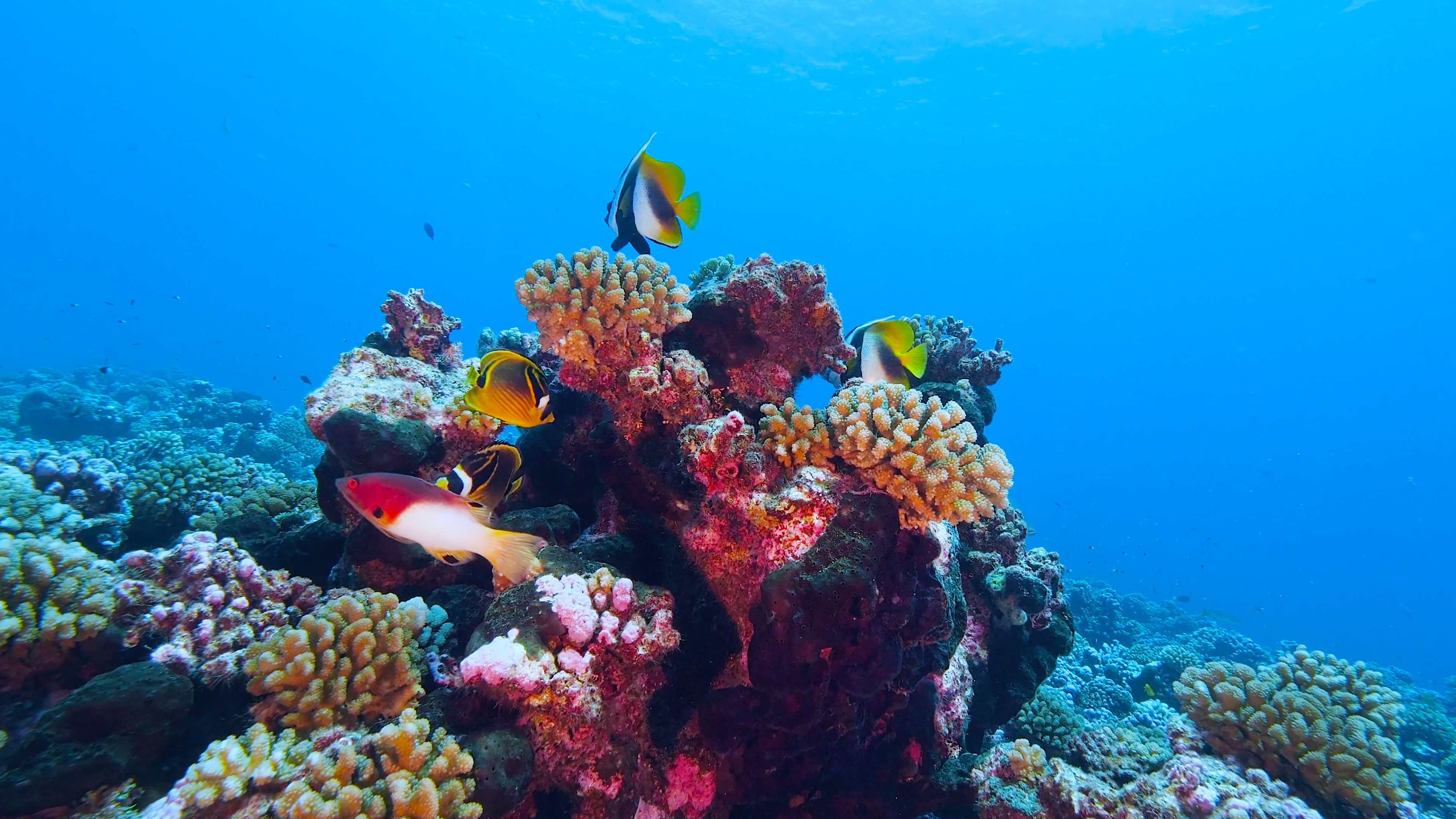 Rainbow Reef Relaxation II (9 HR Version) Ambient Underwater Odyssey + Music