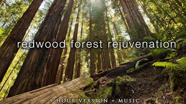 9 Hours of Redwood Forest Rejuvenation (Remastered) + Music for Healing 