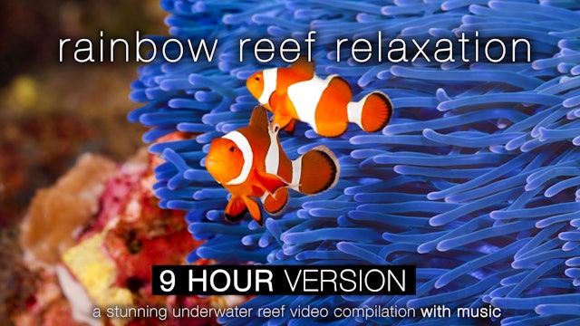Rainbow Reef Relaxation 9 HOUR Version with Music