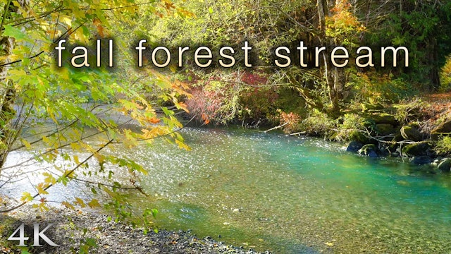 Fall Forest Stream (4K) 1 Hour Static Nature Scene | Washington State
