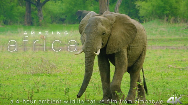 Amazing Africa 4HR Wildlife Nature Relaxation Film - Zimbabwe's Mana Pools 4K