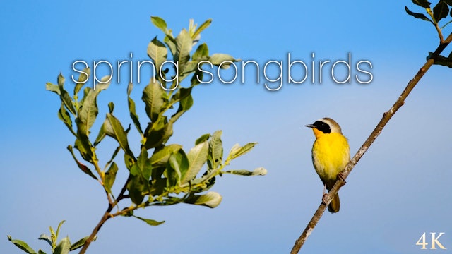 Spring Songbirds 1HR Nature Relaxation Film in 4K (Just Nature Sounds) 