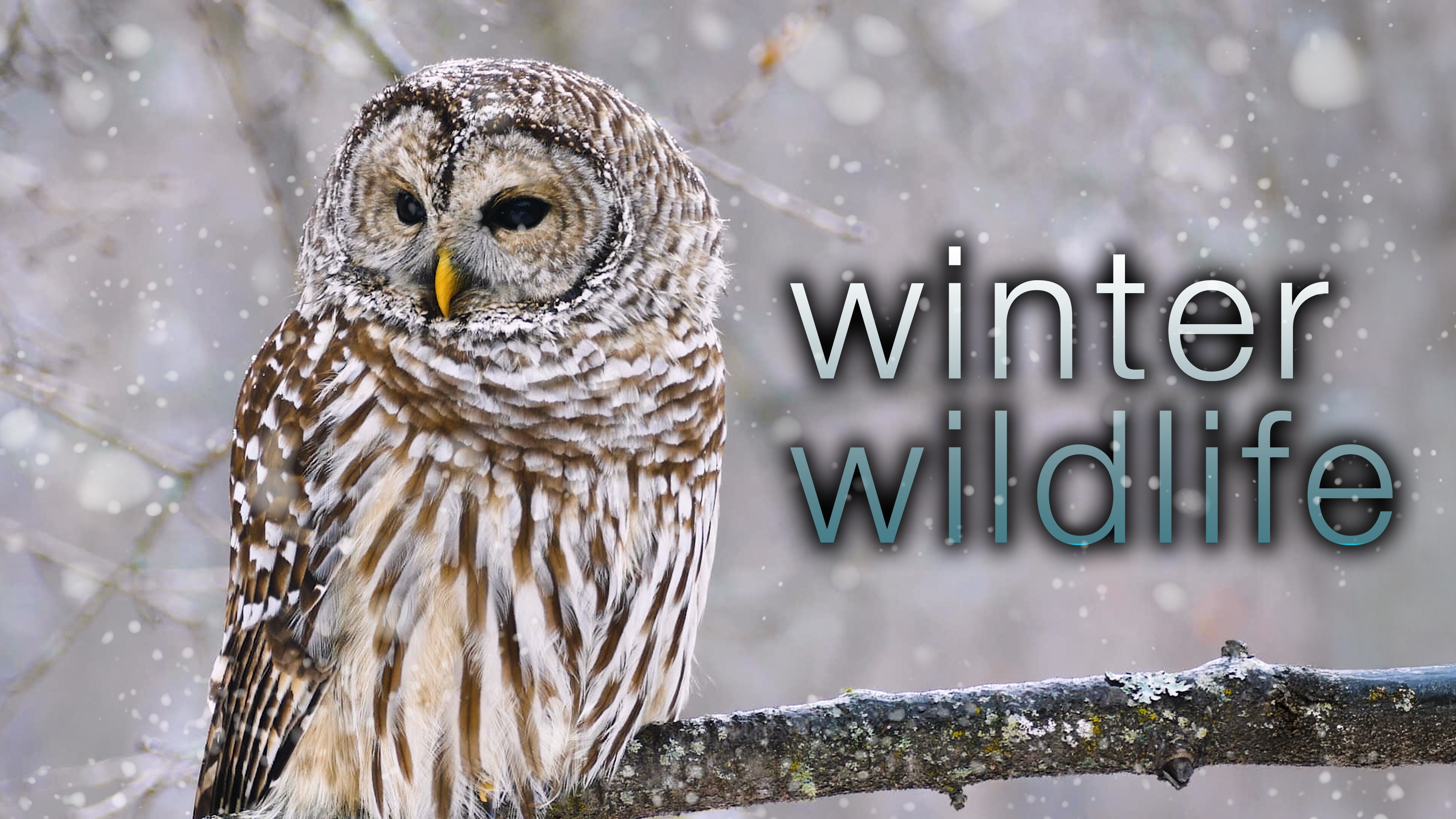 Winter Wildlife - 1HR, 4K