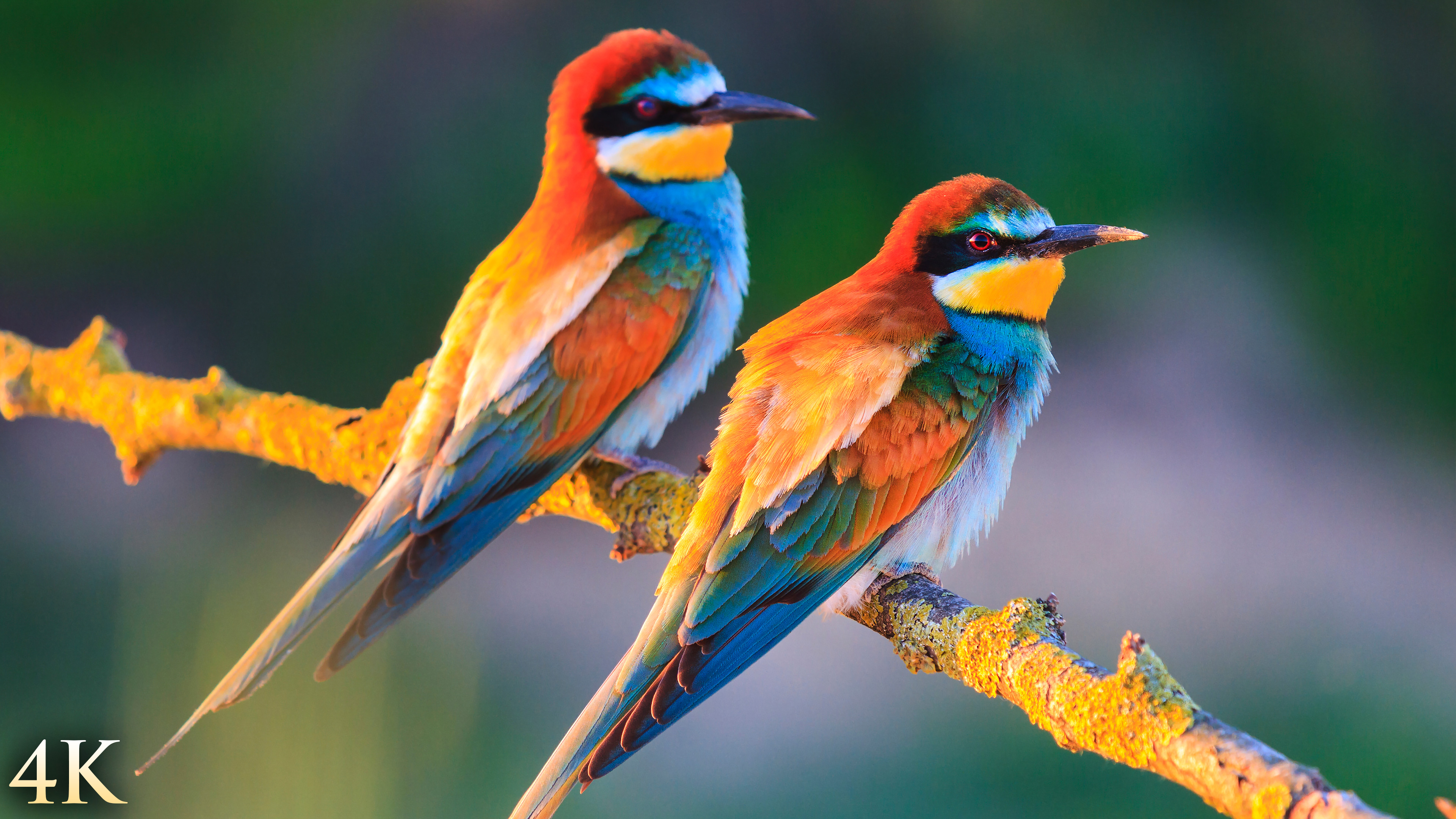 Classical Birds - 8 Hour 4k Relaxing Video + Music