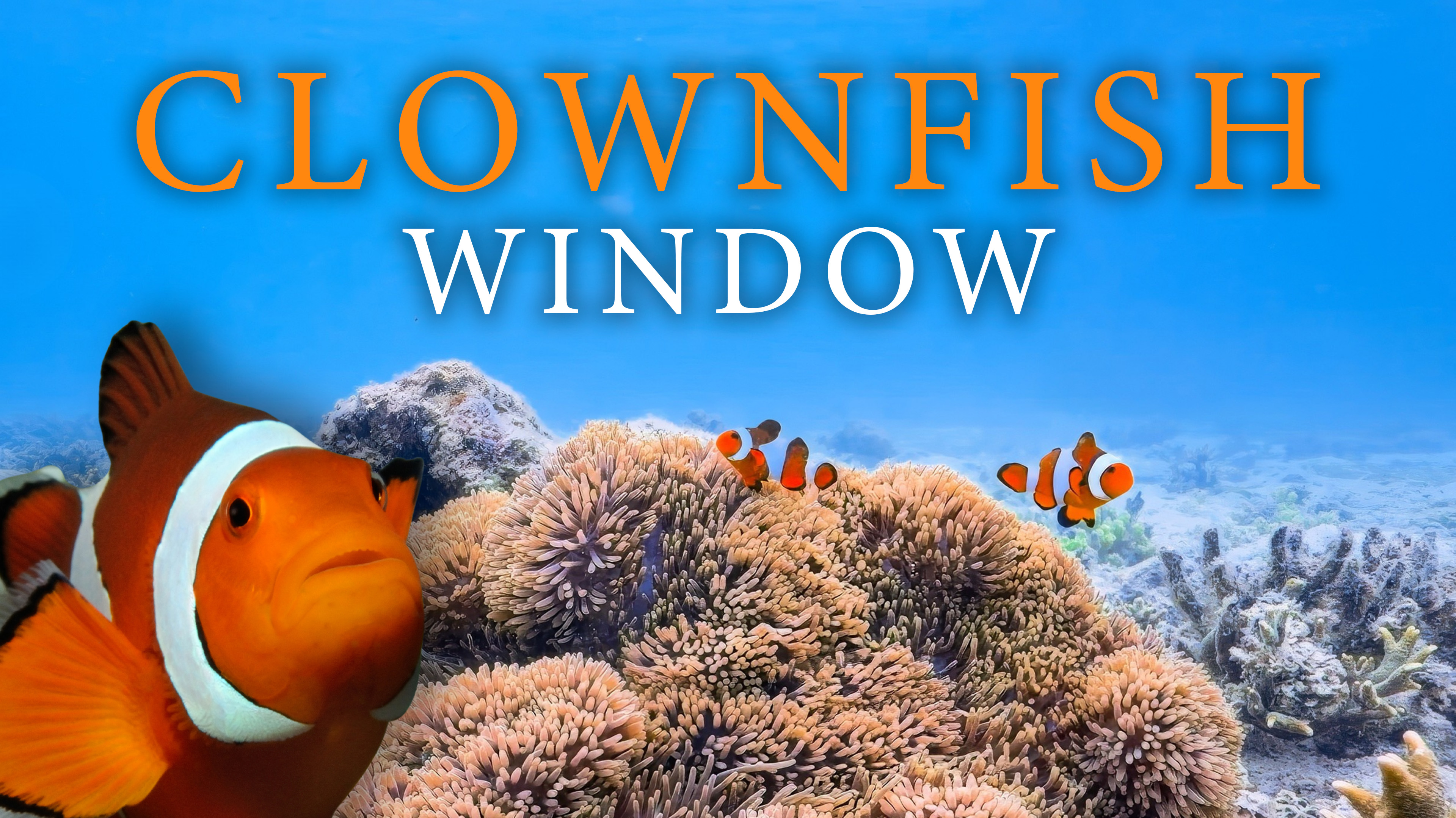 Coral Clownfish Window - 1HR, 4K