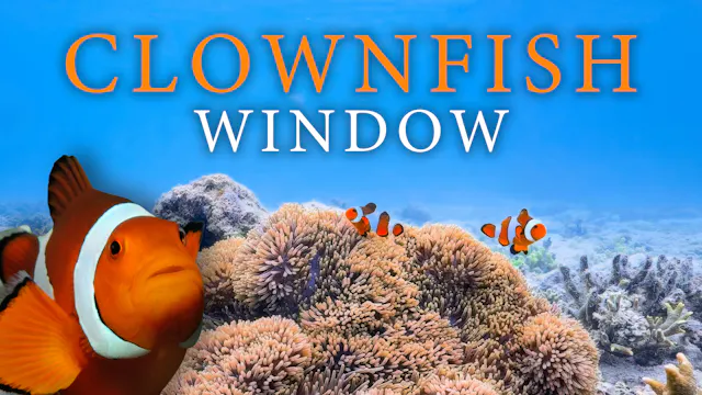 Coral Clownfish Window - 1HR, 4K