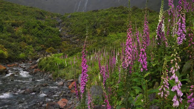 Restful Rain in New Zealand (+Music) ...