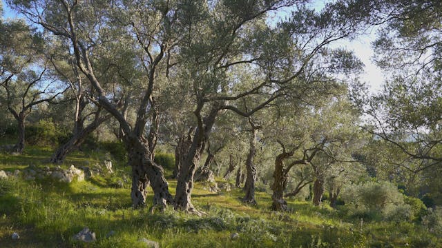 Under the Olive Trees, Italy - 1H, 4K