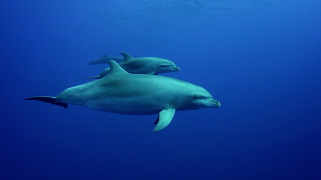 Dolphin Voyage Relaxation HD 1 Hour Dynamic Relaxation Video w/ Music + Sound Healing