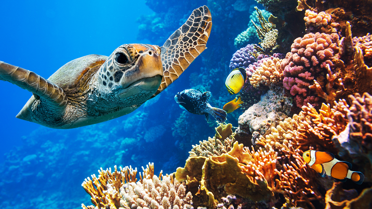 Rainbow Reef Relaxation 3 - 1HR 45min, 4K