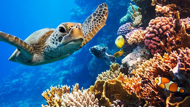 Rainbow Reef Relaxation 3 - 1HR 45min...