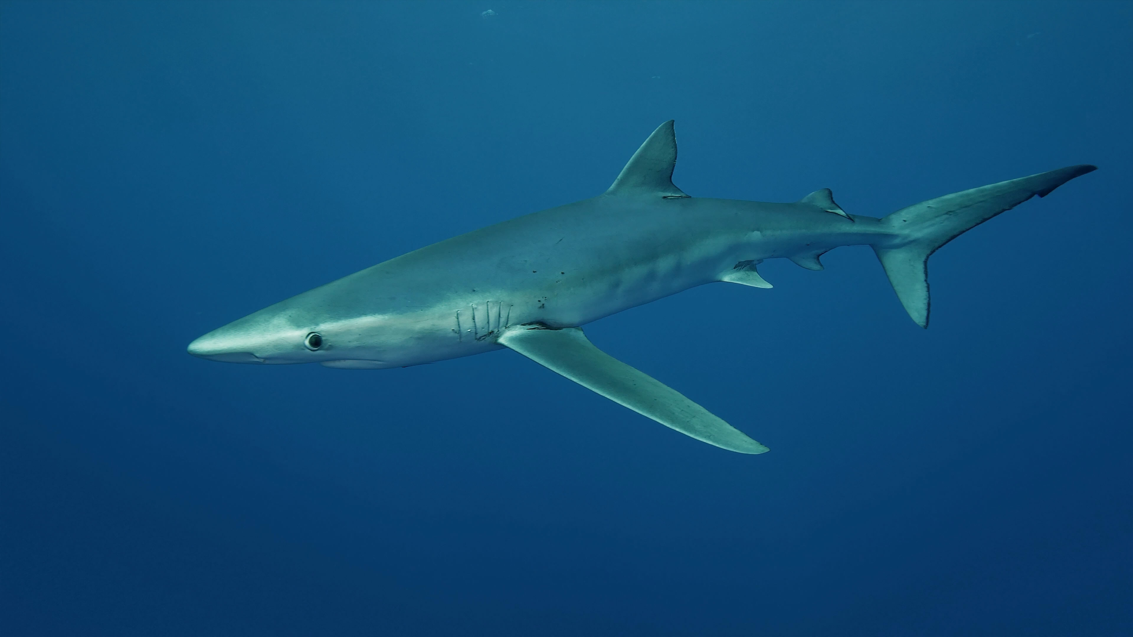 Shark Paradise (8 Hour Version)