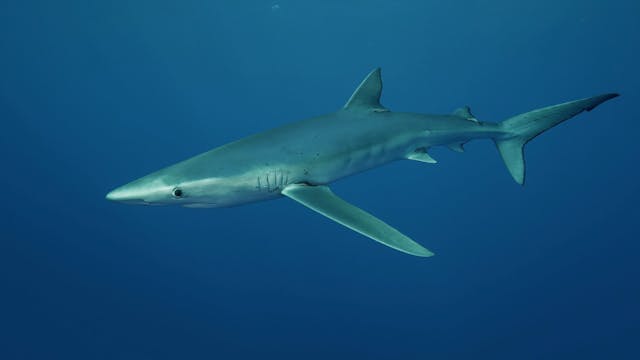 Shark Paradise (8 Hour Version)