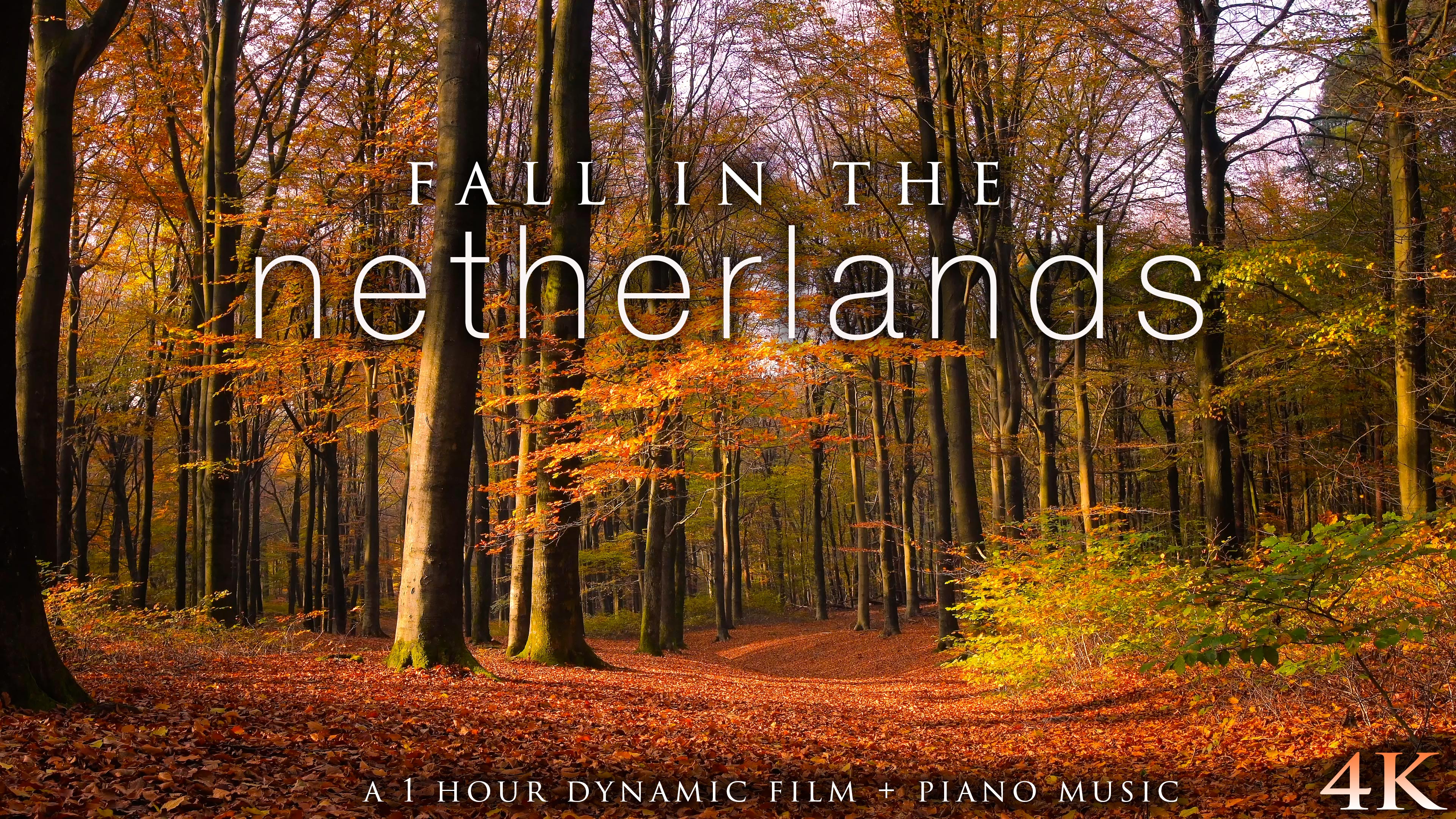 Fall in the Netherlands (+Piano Music) 1 HR Dynamic Nature Film in 4K UHD