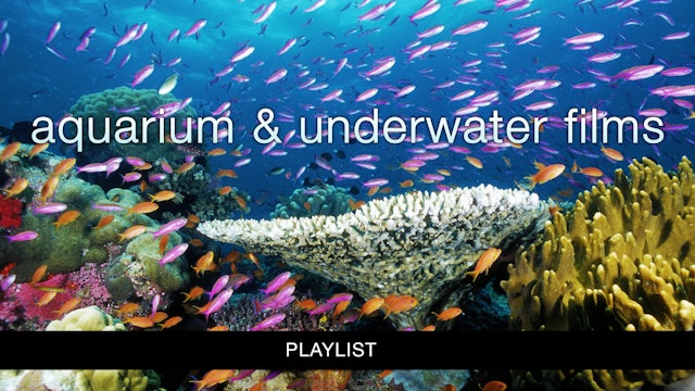 Aquarium & Underwater Films