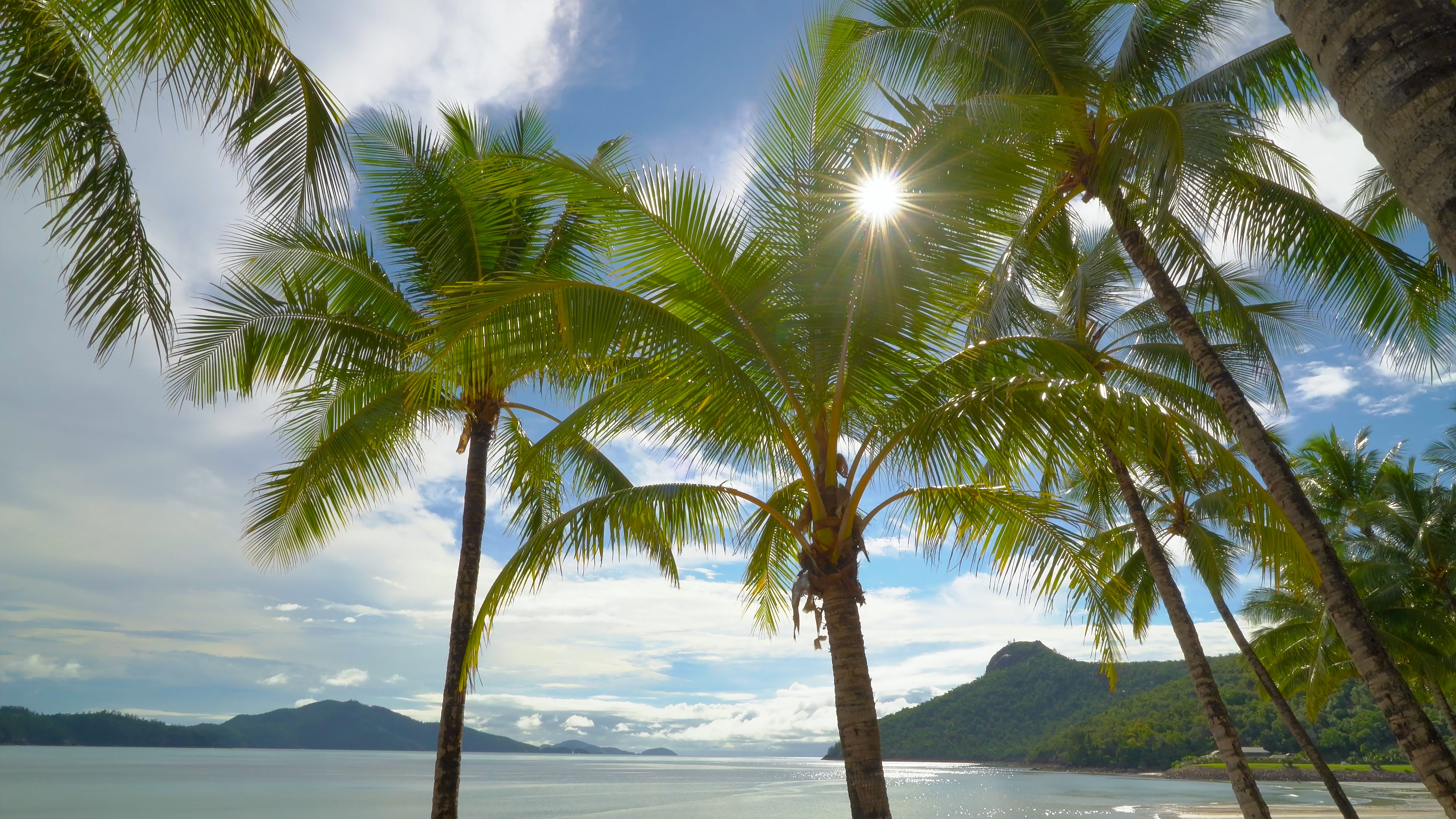 Hamilton Island Palms Australia 1 Hour Static Scene in 4K