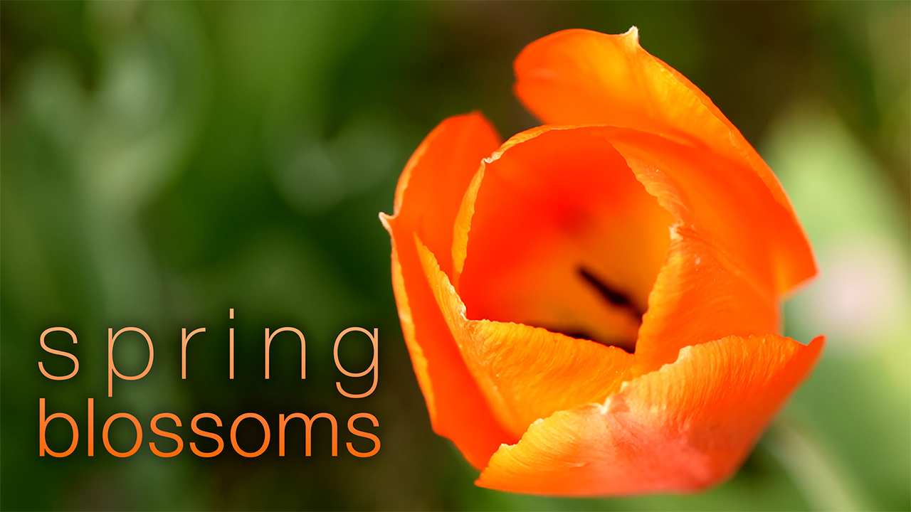 Spring Blossoms in Macro Slowmo - 1.5H, 4K