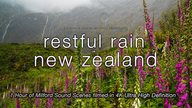 Restful Rain in New Zealand 1 HR Dynamic 4K Film (Nature Sounds Only)