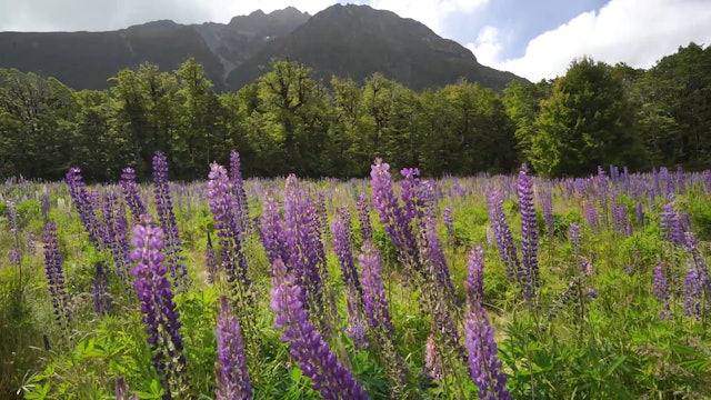Purple Mountain Wildflowers New Zealand 1HR Static Nature Relaxation Scene