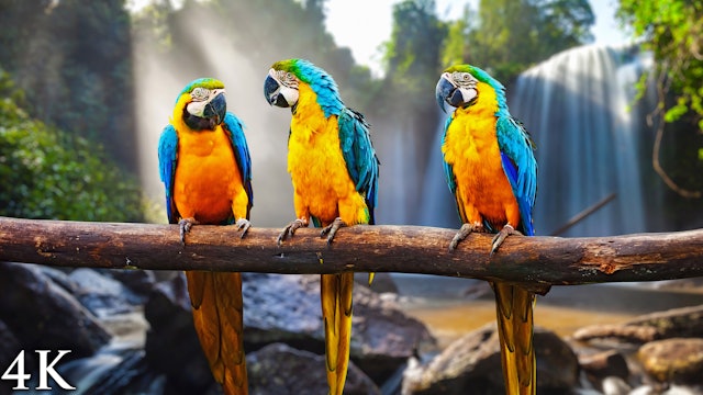Birds of the Rainforest 3 - 1 Hour Ambient Nature Film in 4K UHD