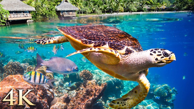 Tahiti Reef Relaxation 4K - 1 Hour Ambient Underwater Film + Relax Moods Music