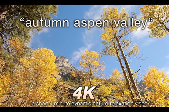 Autumn Aspen Valley Relaxation 10 MIN Music + Nature Video 4K