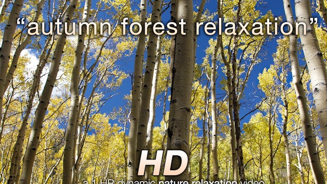 Autumn Forest Relaxation 1 HR Dynamic Nature Video