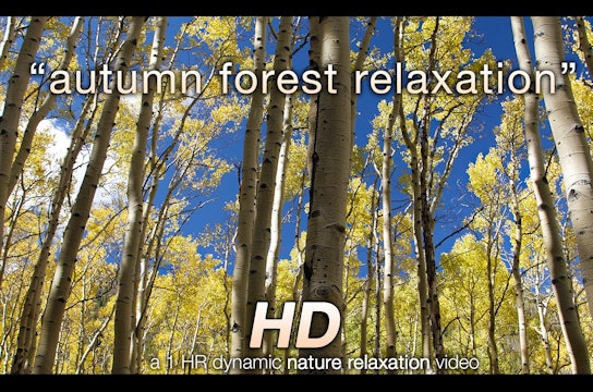 Autumn Forest Relaxation 1 HR Dynamic Nature Video