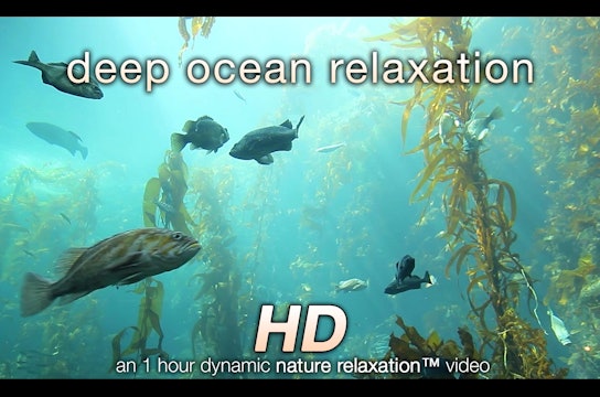 Deep Ocean Relaxation ©Nature Relaxation Video 1080p