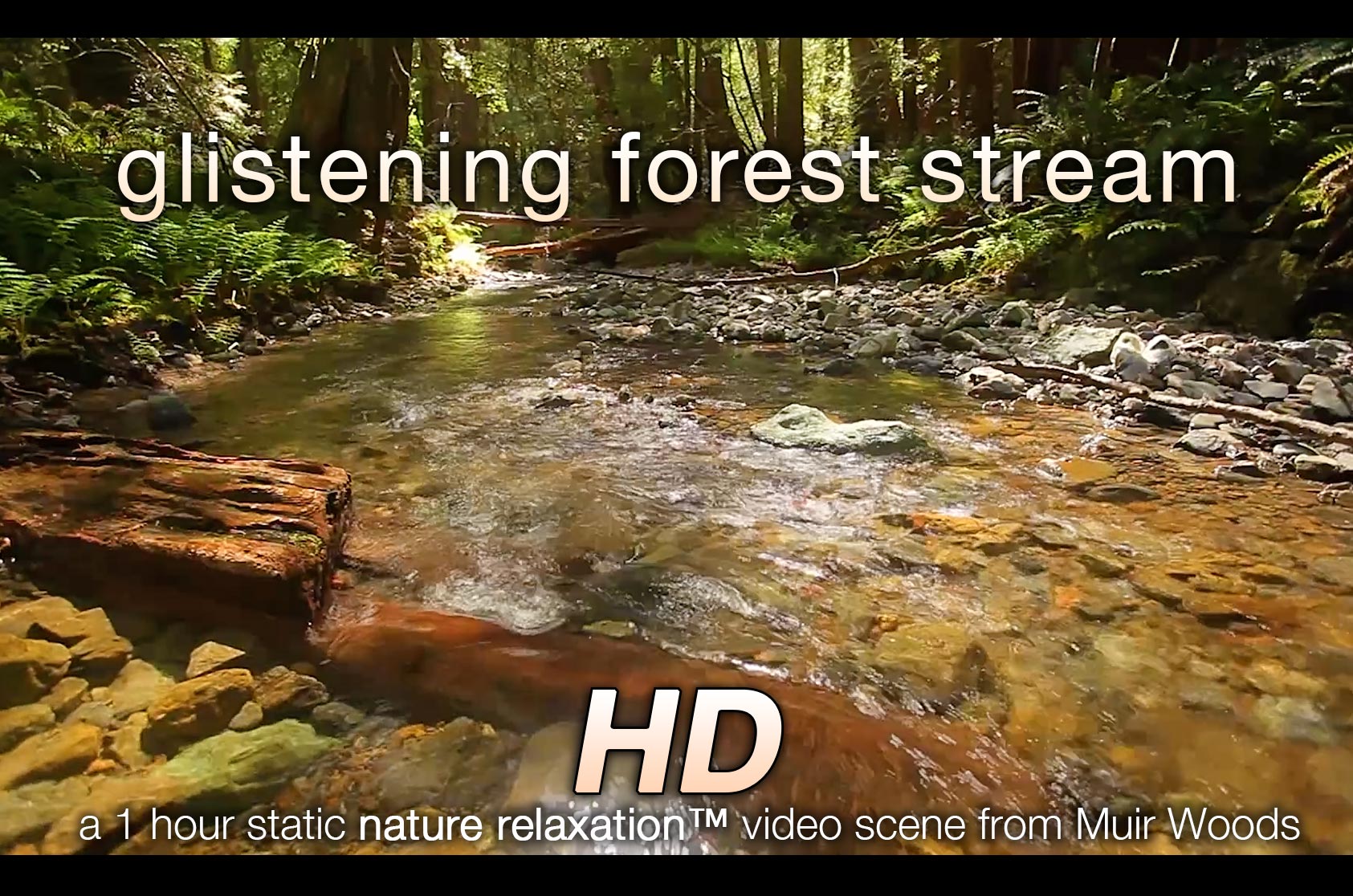 Glistening Forest Stream 1 HR Static Nature Video Scene