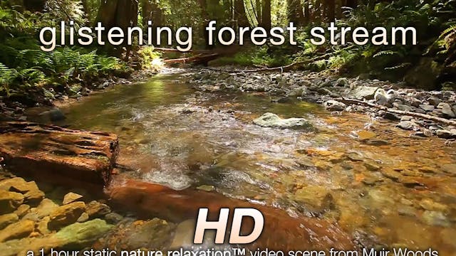 Glistening Forest Stream 1 HR Static ...