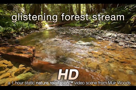 Glistening Forest Stream 1 HR Static Nature Video Scene
