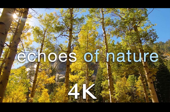 Golden Echoes of Nature 2 MIN Music + Nature Relaxation Video