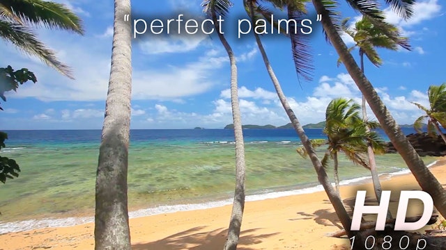 Perfect Palms 1 HR Static Nature Video