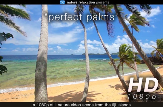 Perfect Palms 1 HR Static Nature Video