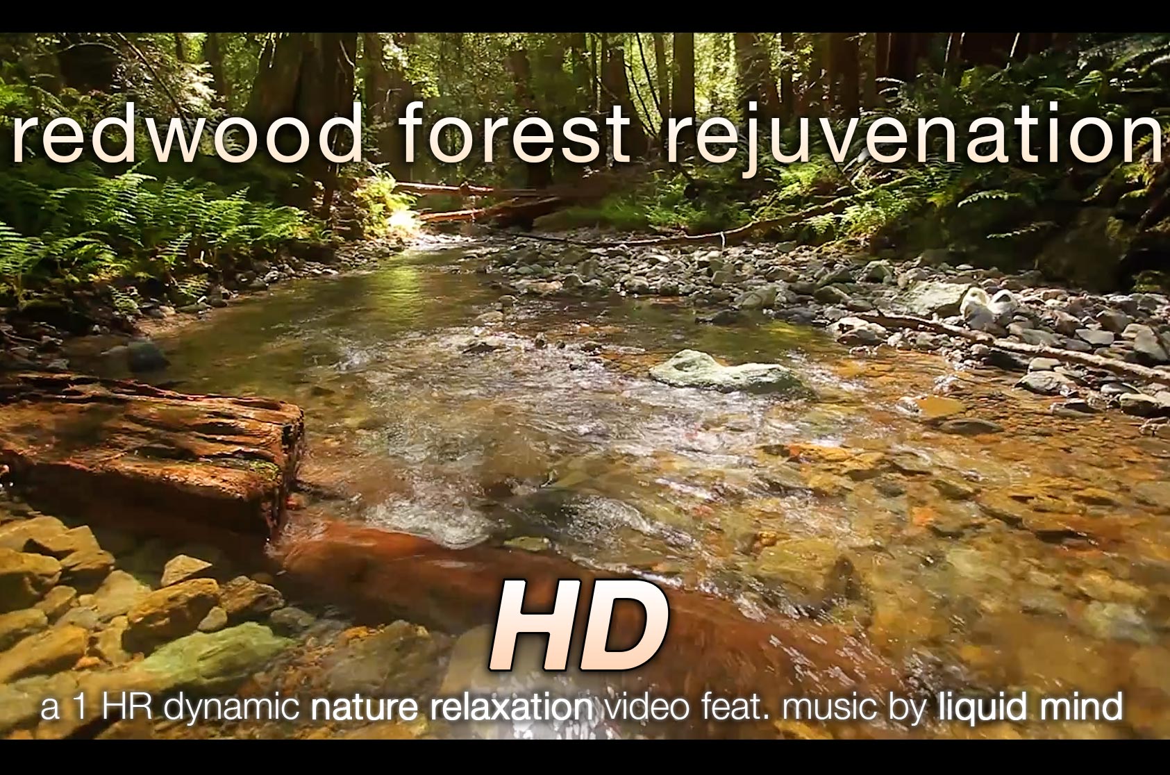 Redwood Forest Rejuvenation 1 HR Dynamic Nature Video