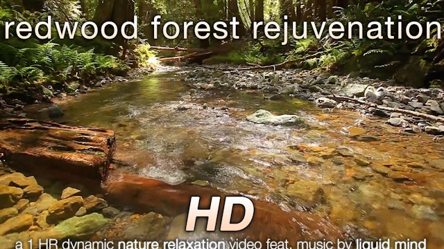 Redwood Forest Rejuvenation (w music) 1 HR Nature Relaxation