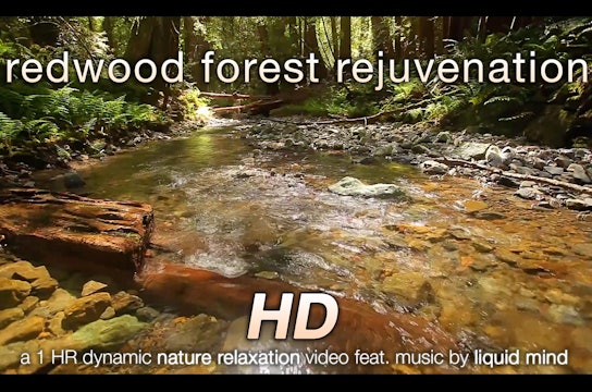 Redwood Forest Rejuvenation 1 HR Dynamic Nature Video