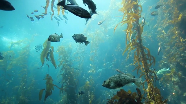 Deep Blue Aquarium (+ 1Music) Hr Static Nature Relaxation Vid 1080p w music HD