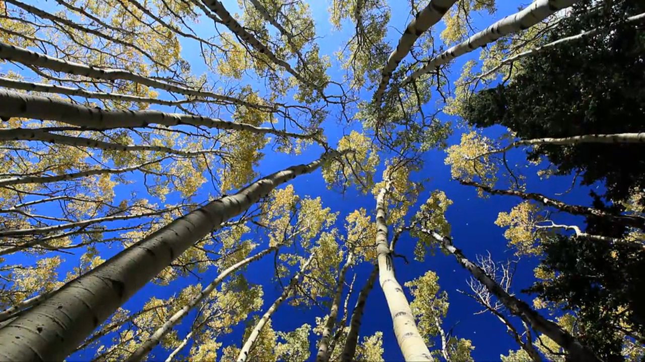 Golden Aspen Meadow 10 MIN Music + Nature Relaxation Video